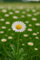 1000 semillas para sembrar - El ático de abundancia - Margarita de prados simple - Bellis perennis
