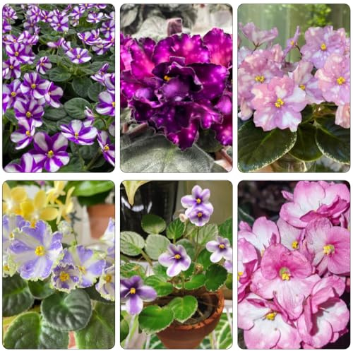 usambaraveilchen - pflanztöpfe wildblumensamen topfpflanzen echt steingartenpflanzen winterhart blumenbeet balkon kräuterpflanzen zimmerbonsai blumensaat gartendeko für draußen 25samen