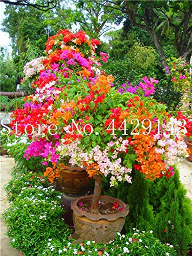prime vista 50 pezzi bonsai Bougainvillea, pianta in vaso, fiore di bouganville, varietà completa, il tasso di germogliamento del 95%, per la piantagione di piante da giardino: 10