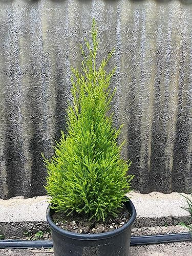 Cipresso Cupressus Goldcrest pianta in vaso ø20 cm h60 cm, lemon cypress