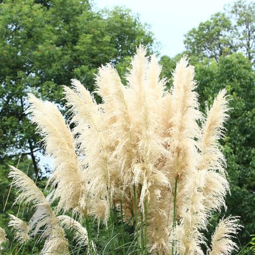 500 pcs pampasgras samen winterhart mehrjährig - praktische geschenke topfpflanzen Cortaderia selloana,ziergräser balkonpflanzen winterhart seed dachbegrünung winterharte stauden pflanztöpfe