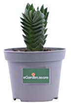 Pianta di Crassula Tempio Di Buddha pianta grassa pianta succulenta pianta ornamentale di Crassula Tempio Di Buddha pianta vera pianta da interno venduta da eGarden.store