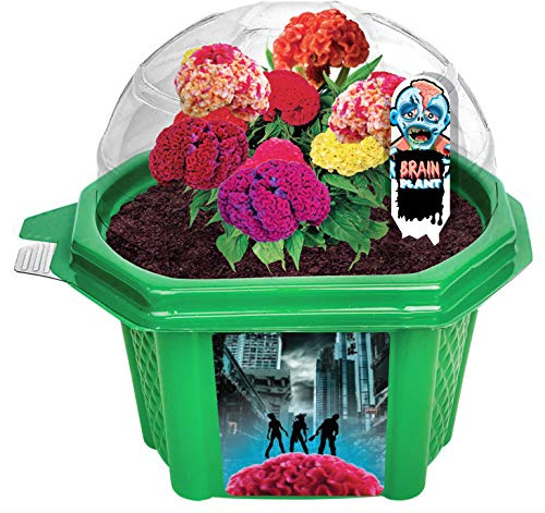 Grow Your Own Zombie Brains - Complete Kids Terrarium Kit to Grow Plants That Look Like Real Brains - Includes Everything Needed to Start Attracting Zombies