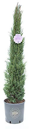 Vannucci Piante - Cupressus sempervirens 'Pyramidalis', Cipresso toscano, Cipresso nero d'innesto, Pianta vera, Conifera