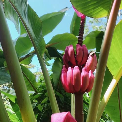 bananenpflanze winterhart - samen dachbegrünung samen balkon deko obst samen bananenpflanzen obstbaum winterharte stauden mehrjährig bananenbaum winterhart exotische pflanzen samen 50pcs