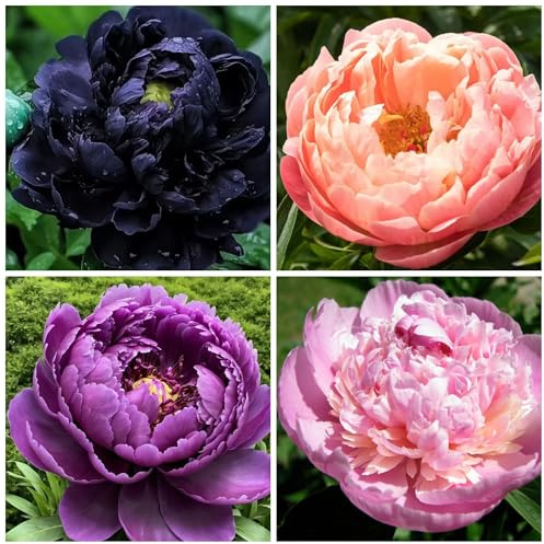 130+ Exotic Double Peony Seeds, Non-GMO Heirloom Rare Peony Seeds for Planting, Perennial Flowers with Ruffled Blooms, Attracts Butterflies Pollinators