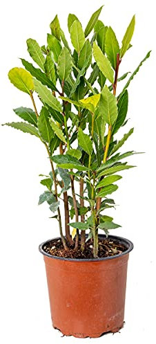 Bloomique - Laurus Nobilis - Laurier vrai - Plante de laurier - Plantes de jardin - Rustique - Hauteur 40-50 cm - Pot 15 cm