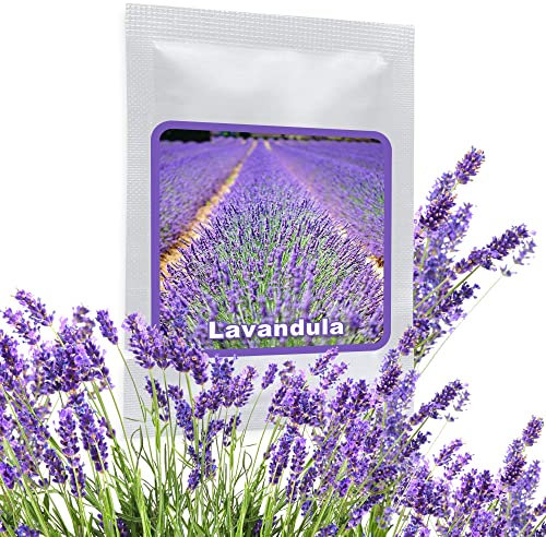 Lavender Herb Seeds - ca. 150 pcs - Beautiful Fragrant Bush and Very Popular Garden Plan