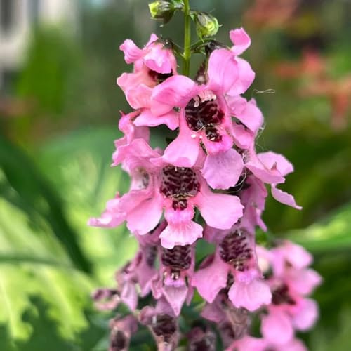 Semi di Angelonia - semi di Angelonia angustifolia - da giardino roccioso resistenti di campo, semi di campo decorativi 50pcs