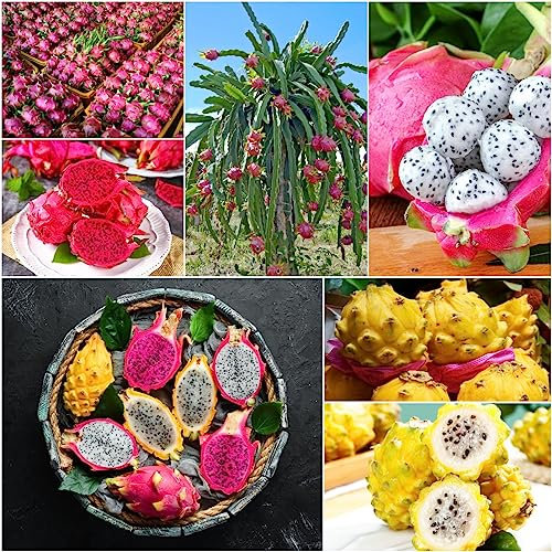 30 Pcs Drachenfrucht Pitahaya Samen, Dragon Fruit, Steingartenpflanzen Winterhart, Obstsamen Hylocereus Undatus, Pitaya, Winterfeste Pflanzen Für Balkon, Deko Obst Winterharte Pflanzen