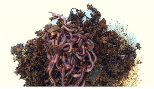 LOMBRICENTRO. Lombrices rojas californianas para compost, humus o huerto, con guía de uso (100 lombrices)