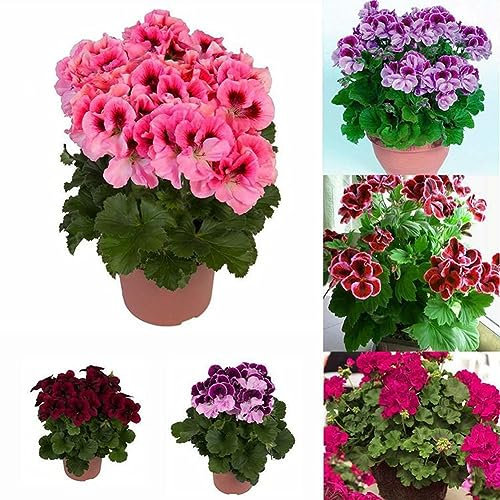 PERZOE 200 Stück Geraniensamen, Blumenpflanze, Büro, Bonsai, Hausgarten, Balkon, Hofdekoration 200pcs Geraniensamen