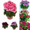 PERZOE 200 Stück Geraniensamen, Blumenpflanze, Büro, Bonsai, Hausgarten, Balkon, Hofdekoration 200pcs Geraniensamen