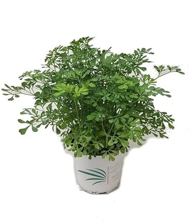 Ruda Macho Ruta Graveolens Planta Natural Exterior e Interior