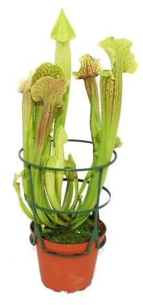 Sarracenia - Planta Carnívora Natural Perfecta para Ahuyentar Mosquitos