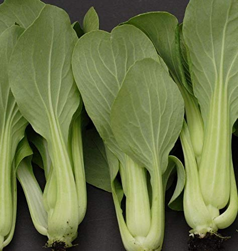 Mei Qing Choi Chinese F1 Cabbage Seeds - The First Hybrid, Green stem, Dwarf(100 - Seeds)