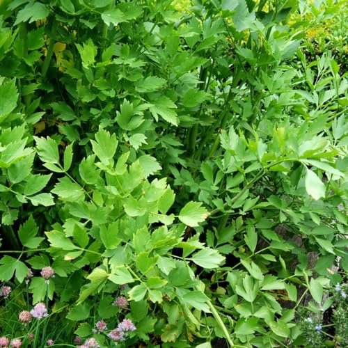 semi di levistico giardino, d'appartamento esotiche in vaso giardino biologiche interno, varietà antiche 1000pcs