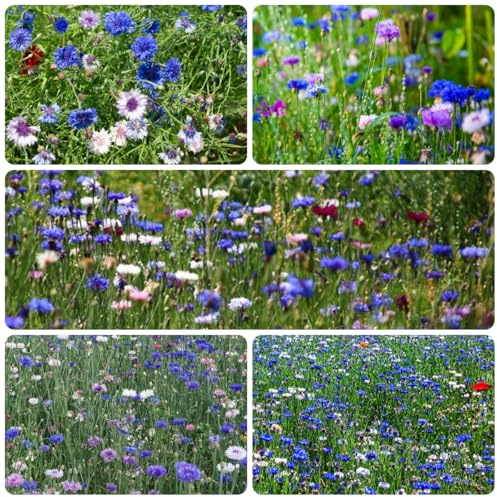 semillas de aciano - resistentes cobertura del suelo jardín balcón interior primavera 1000pcs