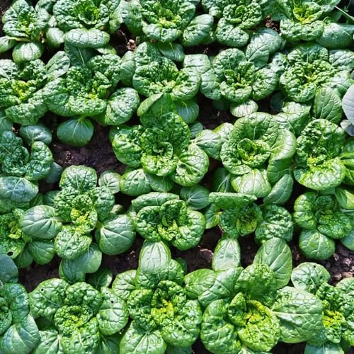 Col china, semillas de pak choi, variedades antiguas semillas de jardín verdes variedades antiguas jardín del balcón resistentes 150pcs