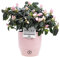 Pink Azalea (Rhododendron) With Pot, Houseplant Real Indoor Plant for Office, Home, Bedroom, Kitchen and Living Room, Perfect for Clean Air, Delivered Next Day