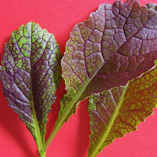 Senape - Gigante Rojo - 800 Semi [.Il Originale Mostaza Insalata Gigante De Hojas Rojas]: Semillas