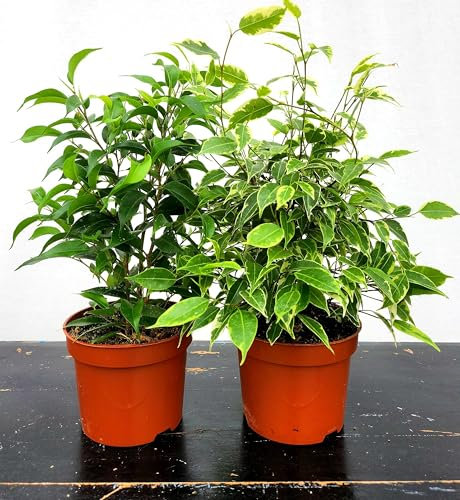 FICUS BENJAMIN NANO VERDE E VARIEGATO, 2 PIANTE, VASO 13CM DIAMETRO, piante vere