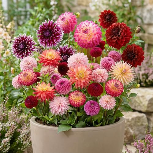 Dahlias Bulbes Petit Budget Collection - 10 Bulbes de Fleurs à Planter Exterieur - Plante Exterieur Jardin - Naturelle Plantes de Hollande (pas de graines, non artificielle)