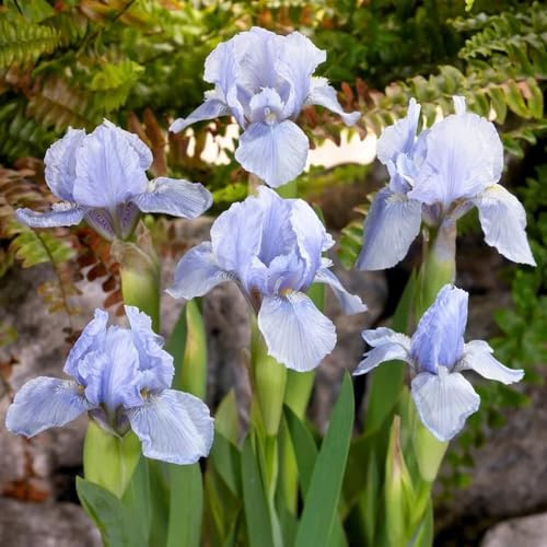 semillas de iris, decoración de jardín para exterior iris tectorum, de otoño exóticas perenne 450pcs