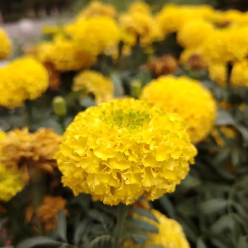 semi di calendula, Tagetes erecta, esterno da esterno resistenti vecchie varietà rare regali per gli amanti del giardino autunnali resistenti 500pcs