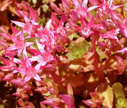 Sedum Voodoo Sedum Spurium - 200 Semi sfusi