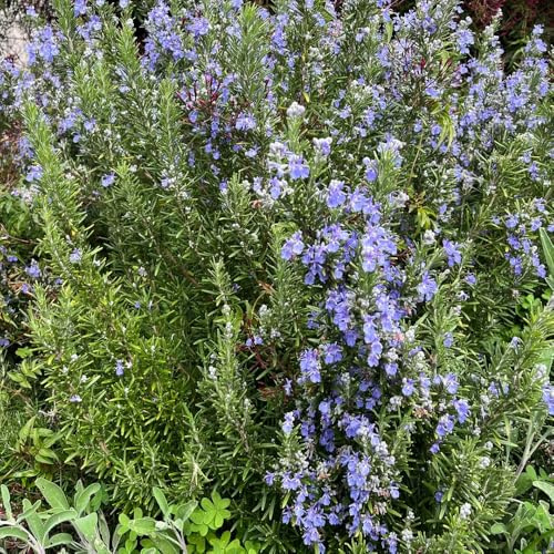 semi di rosmarino semi di per balcone medicinali rosmarino aromatiche invernali biologici, resistenti all'inverno giardino aromatiche tappezzanti 100semi