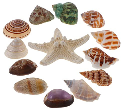 GOOHOCHY 13pièces Décoration Coquillages Naturels Et Étoiles De Mer Conques pour Aquarium Accessoire DIY Ambiance Plage pour Intérieur