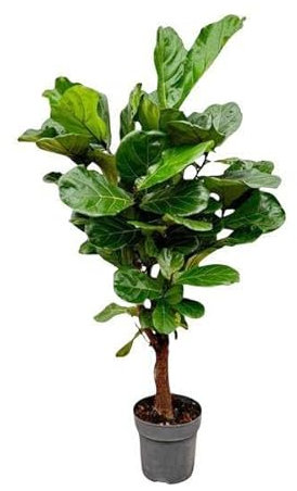 Ficus Lyrata gren – 150 cm – ø24