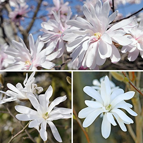 Magnolia Tree Compact Hardy Shrub Stellata Baring Scented White Spring Flowers & Green Foliage 1 x Star Magnolia in 9cm Pot by Thompson & Morgan