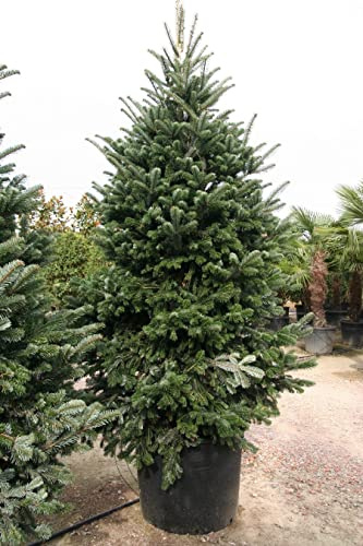 Abete del Caucaso Abies nordmanniana Albero di Natale in mastello ø40 cm h. 160/180 cm