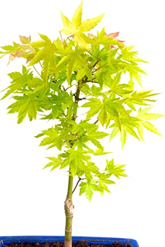 Bonsái Arce Acer Palmatum Planta Natural Exterior e Interior Bonsái de Japón
