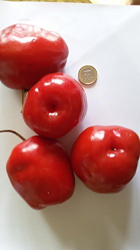 SEMI PEPERONCINO-ROCOTO MANZANO RED-