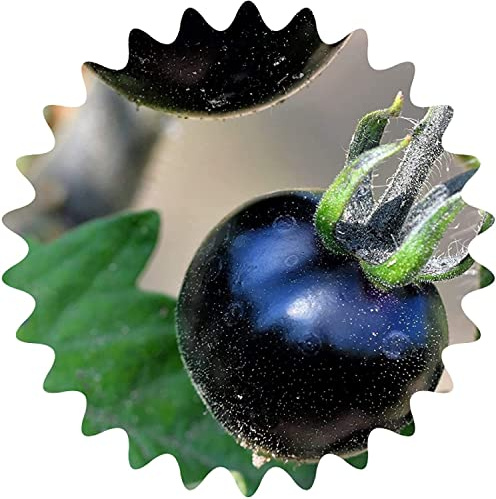 Semillas de tomate *raridad* Tomate Negro / Aprox. 50 Semillas / Semillas Vegetales