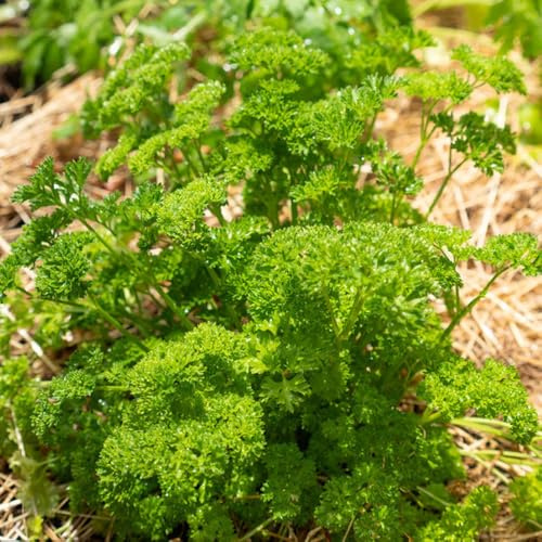 semi di prezzemolo biologico di biologici, balcone di prezzemolo perenne di invernali, rare, biologici 1500pcs