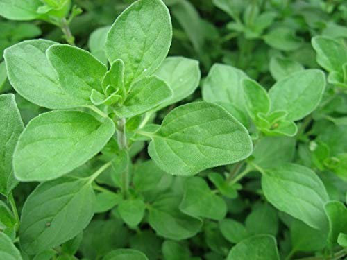Herb Selection, Culinary Herbs, Fresh, Organic, Home Grown, Healthy (Marjoram)