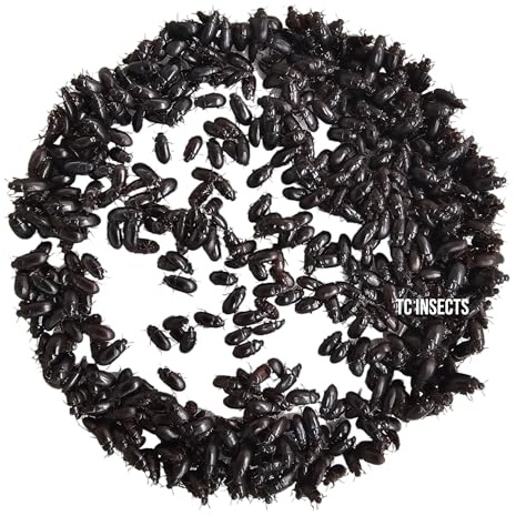 TC INSECTS Black Buffalo Beetle (200 Ct Beetle) | Cleaner Beetles | for Dubia Roach Colony Cleaning | Feeder Insect Alternative (200 Beetles)