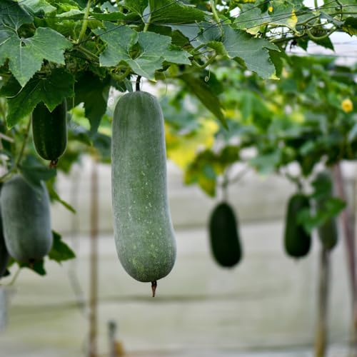 Calabaza de cera balcón invernadero semillas de variedades tradicionales perennes resistentes semillas jardín perennes resistentes balcón 200pcs