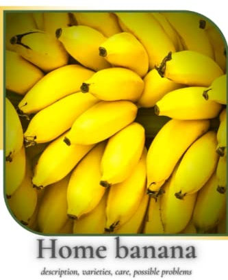 Home banana: description, varieties, care, possible problems