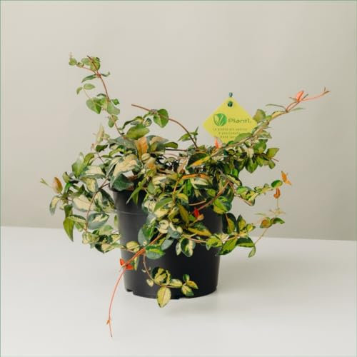 Plantì TRACHELOSPERMUM JASMINOIDES (SUNSET). Gelsomino rampicante con fogliame variegato, vaso da 19 cm. Piante vere per esterno con profumati fiori bianchi. 6 mesi di concimazione inclusi.