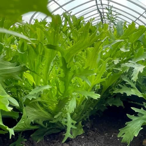 indivie semi di biologici, varietà antiche decorazioni da giardino per esterni verdi biologiche esotiche semi di per aiuole rialzate da orto 100Semi
