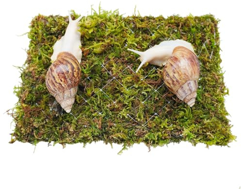 Jinymral Pared de escalada de caracol para mascotas, ideal para caracoles de mascotas a las que les gusta trepar, accesorios de terrario de caracoles