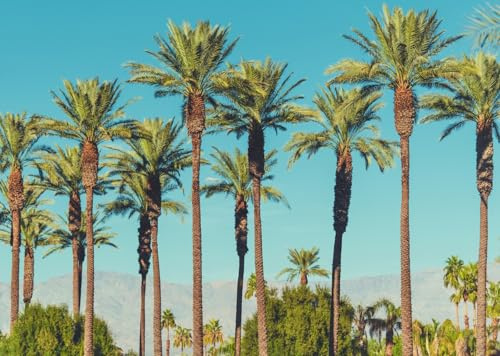 Loccor 7x5ft Fabric California Valley Palm Trees Backdrop Date Palms of Coachella Valley Mountains Blue Sky Tropical View Background Party Decorations Photo Booth Studio Props