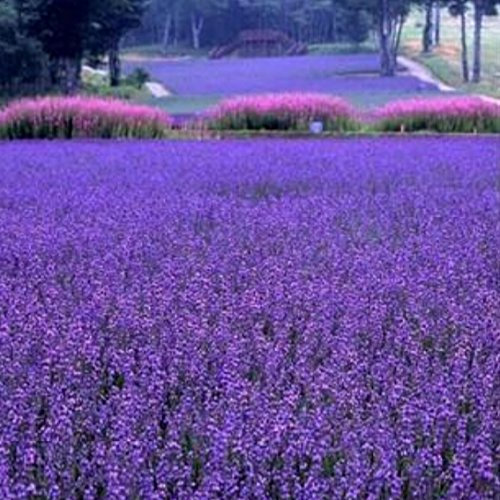 Big ventes !!! 200 Pcs/Sac Français Provence Lavande Graines très parfumé Lavande plantez des graines de fleurs Graines de fleurs Accueil Ga