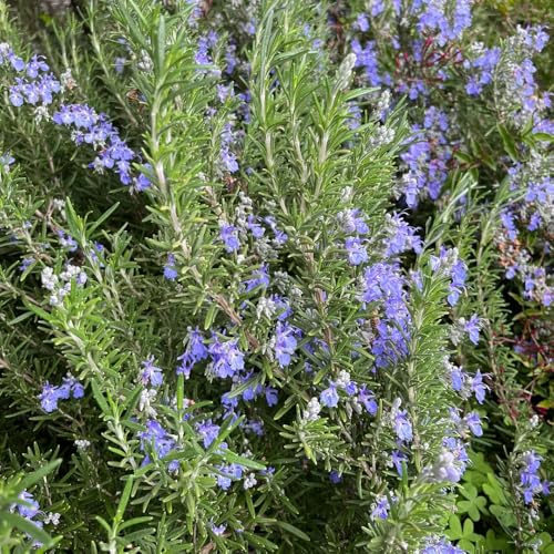 semi di rosmarino resistente all'inverno - autunnali, per il giardino di vecchie varietà esotiche, 800pcs
