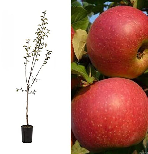 Melo annurca rossa albero da frutta innestato 160 cm